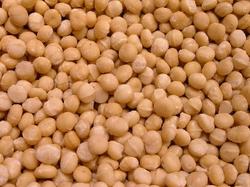 Macadamia noten kopen naturel ongebrand